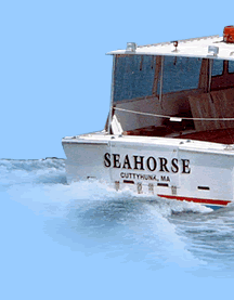 Seahorse left